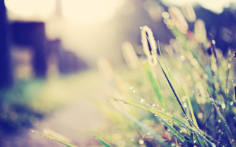 green grass tilt-shift lens photography HD wallpaper